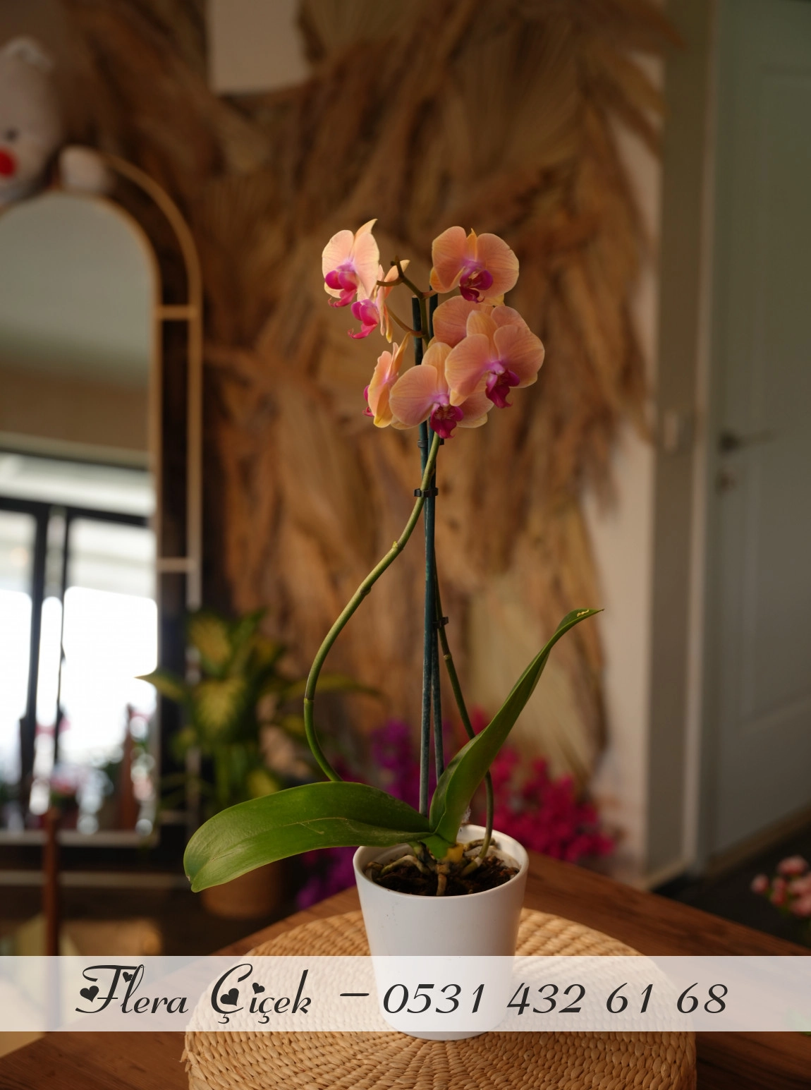 Yerli Orkide